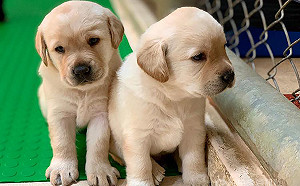 5隻超萌緝毒犬寶寶 海關徵求寄養家庭