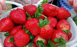 採草莓》 散步輕旅行！台北內湖拍網美照賞夜櫻