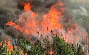 澳洲野火帶走至少4.8億條生命 真實數字恐更多