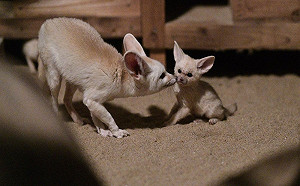 耳廓狐寶寶誕生 超迷萌樣彷彿看微型展網瘋：已融化！