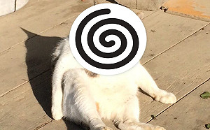 奴才想拍貓咪舔腳可愛模樣　卻意外拍到醜態網笑：超崩壞！