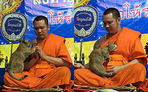 泰國僧侶晚會誦經中遭自來貓突襲　踏踏蹭蹭全都來讓他秒破功！