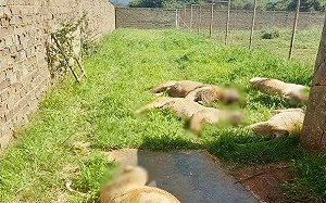 10屍16命！南非驚傳獅群滅門慘案  削臉斷掌製巫藥