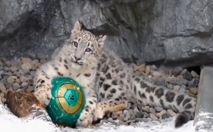 (影)小雪豹愛玩球　不小心遺落回頭一臉茫然：拜託幫我撿一下？