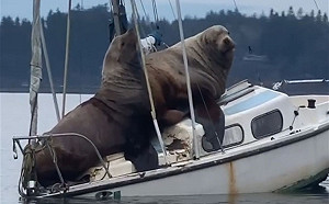 (影)2隻調皮大海獅想休息　硬搭「順風船」結果悲劇了！