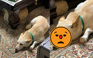 回家驚見陌生汪汪趴地淡定迎接　一臉不屑還挑眉：你回來囉？