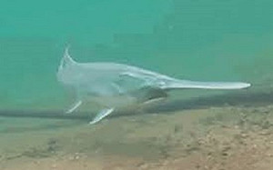 滅絕警訊  中國開啟長江10年禁漁