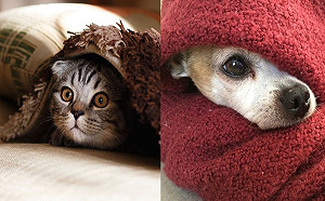 過年放鞭炮毛孩好驚嚇？教你預防小撇步讓牠一起過好年！