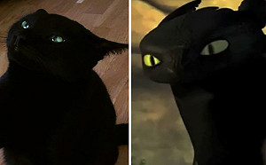 家有馴龍高手的沒牙嗎？來看看這些仿真度百分百的黑貓！