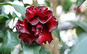 珍貴「黑茶花」現身！300種茶花盛宴陽明山爭艷綻放