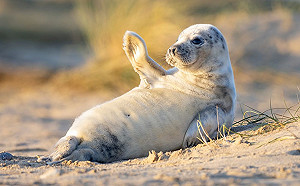 超萌小海豹見鏡頭舉手手打招呼　下秒呆呆搔頭模樣網友全融化！