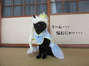 巧手主人幫愛喵角色扮演　只是黑貓的表情有點無奈啊！