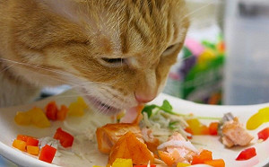 新年特企：手殘也能輕鬆做！年菜DIY與愛貓一起過好年