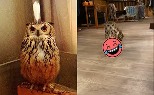 (影)貓頭鷹噠噠噠輕盈跑過來　網友一看腿笑翻：內搭褲跑出來囉～