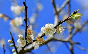 台南梅花綻放中！搭免費接駁車來趟梅嶺輕旅行