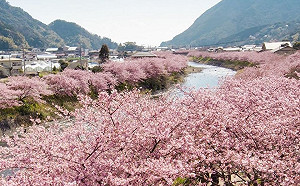 日本旅遊現退團潮  陳時中:能少坐飛機就少坐飛機