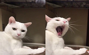 奴才買電動逗貓球娛樂主子　白貓皺眉：是在哈囉？