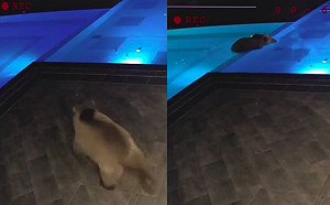 熊熊溜進俱樂部竟是為了私人泳池　員工笑：牠蠻可愛的！