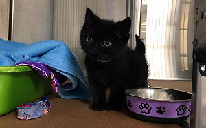 超萌小黑貓罹患先天心臟病　在聖誕節奇蹟似找到永遠的家！