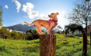 過年不小心吃得肥嘟嘟？帶毛孩一起去這些景點走春吧！