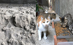 整修用砂土被浪貓當「貓咪公廁」 泥作師父看到好傻眼！