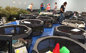 (影)澳洲學校開放體育館　搭帳篷收容上百隻無家可歸的無尾熊！