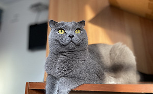 科技部研究貓腎病檢測工具　一般貓砂即可使用