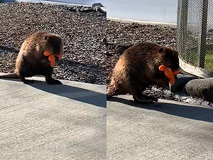 (影)河狸媽媽口手並用堅持自帶食物回家　網：堅決不買購物袋超優秀！