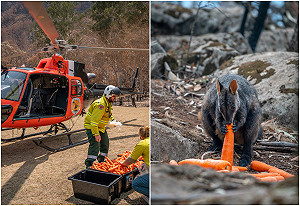 澳洲野火毀家園釀饑荒　直升機空投2噸紅蘿蔔救瀕危袋鼠