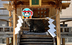 到神社參拜巧遇「貓神顯靈」還輪班　網笑：快進貢罐罐！