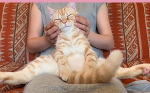 (影)橘貓享受奴才按摩服務　爽到瞇眼癱軟：偶上天堂啦！