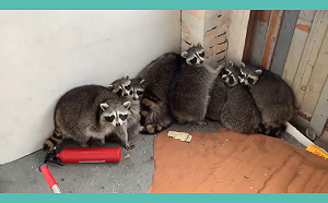 (影)接獲私闖民宅通報　男子到現場竟發現11隻肥滋滋浣熊大軍！