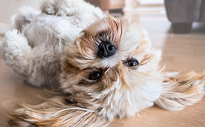 春節不在家毛小孩何處去？臺北安心寵物旅館報你知！