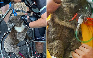 善心餵水害死無尾熊？澳洲動物專家曝「人為致命」關鍵