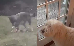 (影)心愛玩具留後院遭野狼搶來玩　狗狗在屋內氣噗噗狂叫囂！