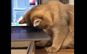 (影)陪奴才加班主子不小心「度咕」　貓咪頭饋筆電：還是要繼續陪！