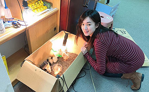 韓國瑜的小雞還在！何庭歡圖片證明已抵達雲林農場適應環境