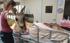 逃過大火卻難逃「最惡天敵」！澳洲袋鼠遭人類當箭靶傷頸