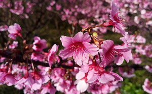 賞櫻季提前報到！北部10大賞櫻點與最新花況攻略