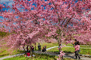 台灣就有櫻花絕景！南部不可錯過6大賞櫻點大推薦
