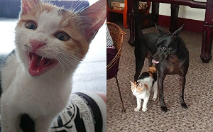 小浪貓初次見面就囂張走進家門　一見狗姊接竟黏上安心踏踏！