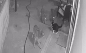 （影）大膽貓咪擊退3隻狼 飼主一看監視器驚呆：再也不敢讓牠獨自在外！