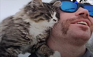 (影)男子在雪地裡健行遇見迷失小貓　竟與自己展開奇妙緣份！