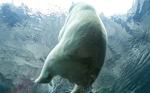 日本動物園北極熊屁屁坐玻璃 超萌角度網瘋：太療癒了！