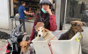 (影)菲國火山噴發飼主心繫3愛犬　撤離不忘打包牠們：一起走！