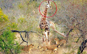 (影)長頸鹿遭飢餓母獅圍攻！下秒「劇情神反轉」網笑瘋：可憐