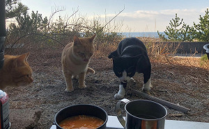 (影)獨自露營竟遭「當地住民」霸佔　隔天送上謝禮：再借住一晚嘛