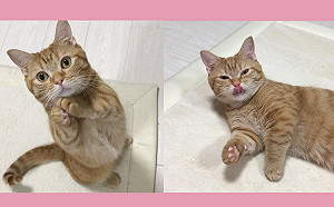 (影)橘貓合掌「求求你」討零食　萌翻網友：要什麼通通給！