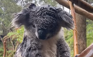救澳洲野火受困動物  武漢肺炎拖慢進度