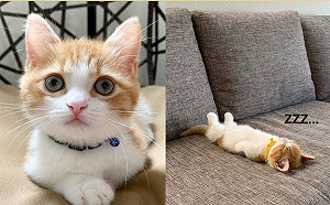 (影)小萌貓喜歡仰躺露肚睡搞搞　網笑：粉嫩肉球太犯規！